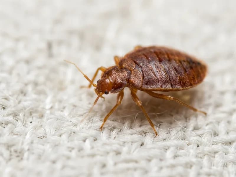 Bettwanzenbekämpfung Impression 2